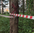 1 В Соликамске началось благоустройство Дубравского леса - Администрация Соликамского г.о.